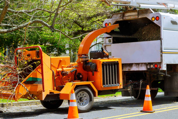 Leaf Removal in Devine, TX
